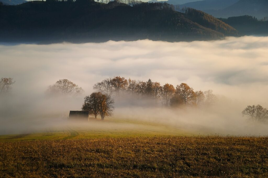 trees, fog, field